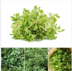 Hạt Giống Rau Đắng Đất