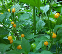 Hạt giống Ớt Peru Aji Charapita giống ớt mắc nhất thể giới
