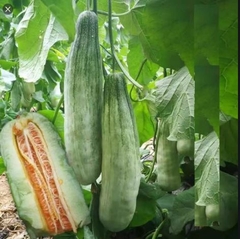 Hạt Giống Dưa Lê Quả Dài Yang Jiao Mi