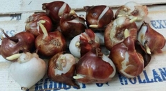 Bộ 5 củ giống hoa tulip hoa màu trắng