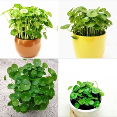 Hạt giống cây cỏ đồng tiền - Gói 50 hạt