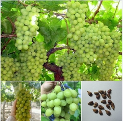 Hạt Giống Nho Xanh
