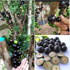 Hạt Giống Cây Nho Thân Gỗ