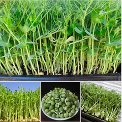 Hạt Giống Rau mầm đậu Hà Lan - Gói 50gram