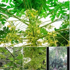 Hạt Giống Cây Đu Đủ Đực
