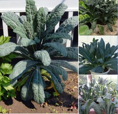 Hạt Giống Cải Xoăn Kale Khủng Long Ý