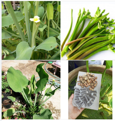 Hạt Giống Kèo Nèo (Rau Tai Tượng)