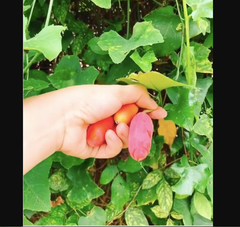 Hạt Giống Cây Bình Bát Dây