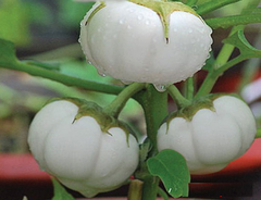 Hạt Giống Cà Bát Trắng Cao Sản
