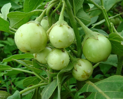 Hạt Giống Cà Pháo Xanh Cao Sản