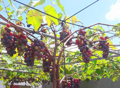 Hạt Giống Nho Leo Giàn Pháp