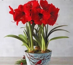 Củ Giống Hoa Huệ Tây Hoa Màu Đỏ Nhung