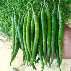 Hạt Giống Ớt Trái Dài Hàn Quốc