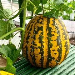 Hạt Giống Dưa Bở Thơm Cao Sản