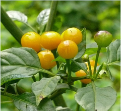 Hạt giống Ớt Peru Aji Charapita giống ớt mắc nhất thể giới