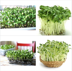 Hạt Giống Rau Mầm Hướng Dương - Gói 50gram