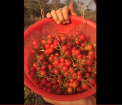 Hạt Giống Cà Chua Bi Rừng Cà Chua Bi Dại