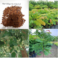 Hạt Giống Cây Cẩm Lai