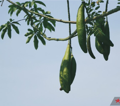 Hạt Giống Cây Bông Gòn