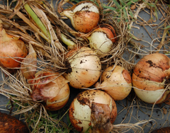 Hạt Giống Hành Củ Yellow Texas Grano