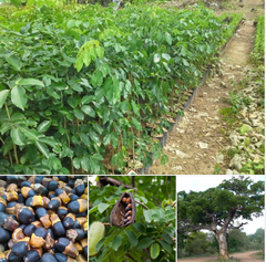 Hạt giống cây gõ đỏ