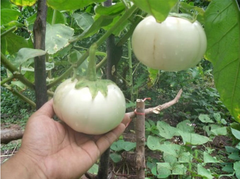Hạt Giống Cà Bát Trắng Cao Sản