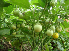 Hạt Giống Cà Pháo Xanh Cao Sản