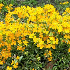 Hạt Giống Hoa Quế Trúc Vàng Cam