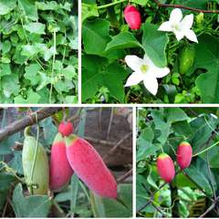 Hạt Giống Cây Bình Bát Dây