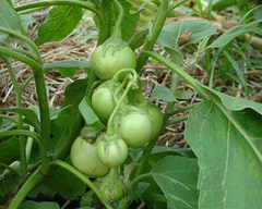 Hạt Giống Cà Pháo Xanh Cao Sản