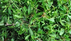 Hạt Giống Rau Đắng Đất