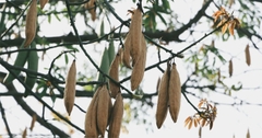 Hạt Giống Cây Bông Gòn