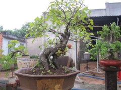 Hạt Giống Sung Kiểng Bonsai