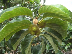 Hạt Giống Cây Chay