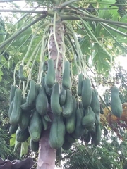 Hạt Giống Cây Đu Đủ Đực