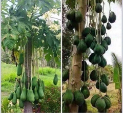 Hạt Giống Cây Đu Đủ Đực