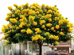Hạt Giống Cây Giáng Hương