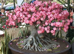 Hạt giống hoa sứ kim tự tháp