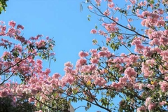 Hạt Giống Cây Hoa Kèn Hồng