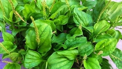 Hạt Giống Rau Mã Đề - Gói 1gram
