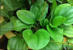 Hạt Giống Rau Mã Đề - Gói 1gram