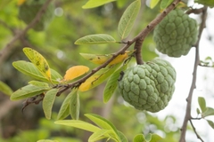 Hạt Giống Cây Na Dai ( Mãng Cầu Ta )