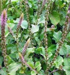 Hạt Giống Cây Ngưu Tất