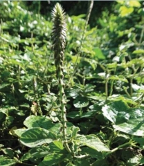 Hạt Giống Cây Ngưu Tất
