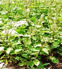 Hạt Giống Cây Ngưu Tất