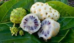 Hạt Giống Cây Nhàu