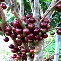 Hạt Giống Cây Nho Thân Gỗ