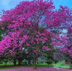 Hạt Giống Cây Hoa Phong Linh Tím