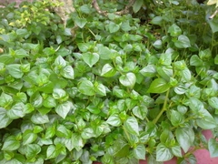 Hạt Giống Rau Càng Cua - Gói 0.5gram