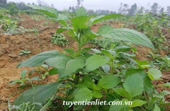 Hạt Giống Rau Tàu Bay - Rau Kim Thất